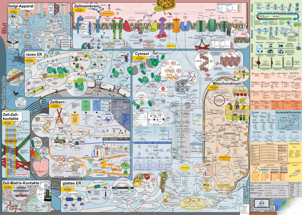 MeCell Cell Map